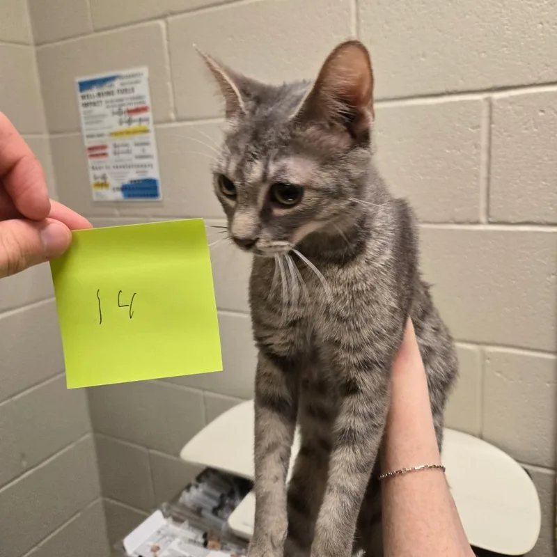 A young medium-sized female Gray / Blue / Silver Domestic Short Hair cat named Charli for adoption in South Elgin, IL