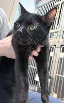 A young medium-sized female Domestic Short Hair cat named Bagheera for adoption in Fishers, IN