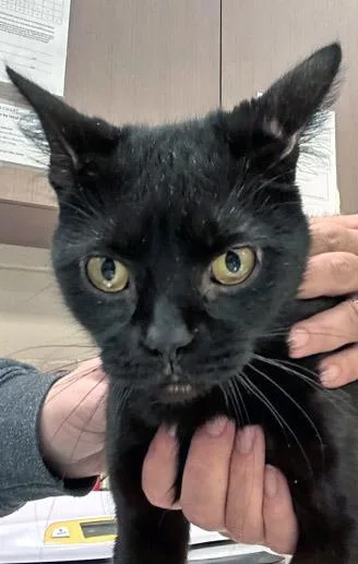 Bagheera thumbnail 2
