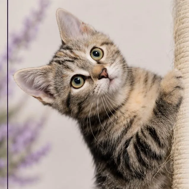 A baby medium-sized female Tabby (Buff / Tan / Fawn) Domestic Short Hair cat named Giselle for adoption in Quincy, OH