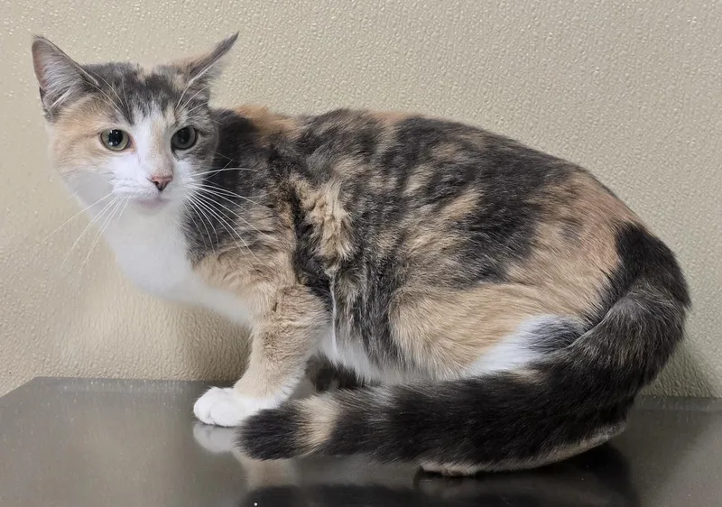 An adult medium-sized female Domestic Short Hair cat named Emma for adoption in Brainerd, MN