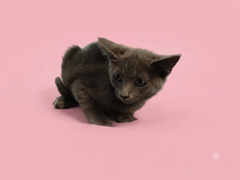 A baby medium-sized female Domestic Short Hair cat named Mieko for adoption in Los Angeles, CA