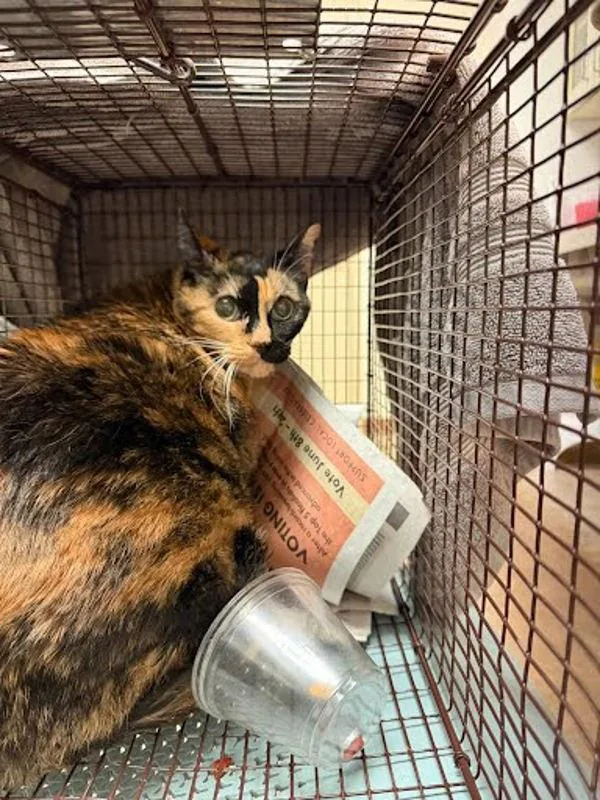 An adult small-sized female Domestic Short Hair cat named Perry for adoption in Austin, TX