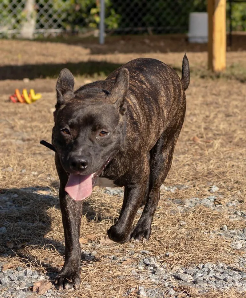 A young large-sized female Pit Bull Terrier dog named Nina for adoption in Lakeland, GA