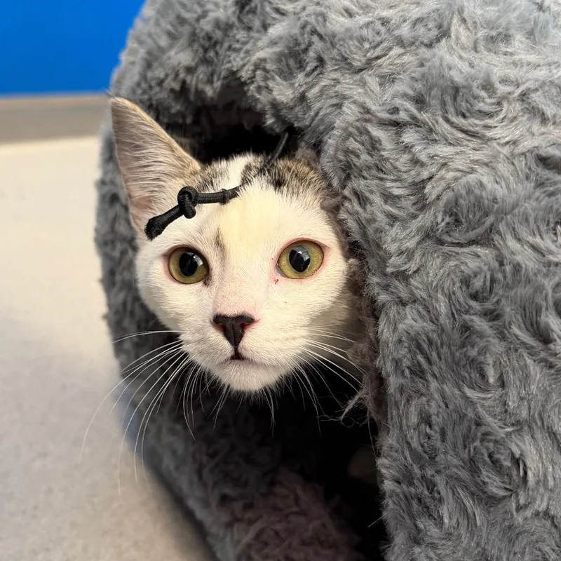 A baby small-sized female Brown / Chocolate Domestic Short Hair cat named Shiera Seastar for adoption in East Smithfield , PA