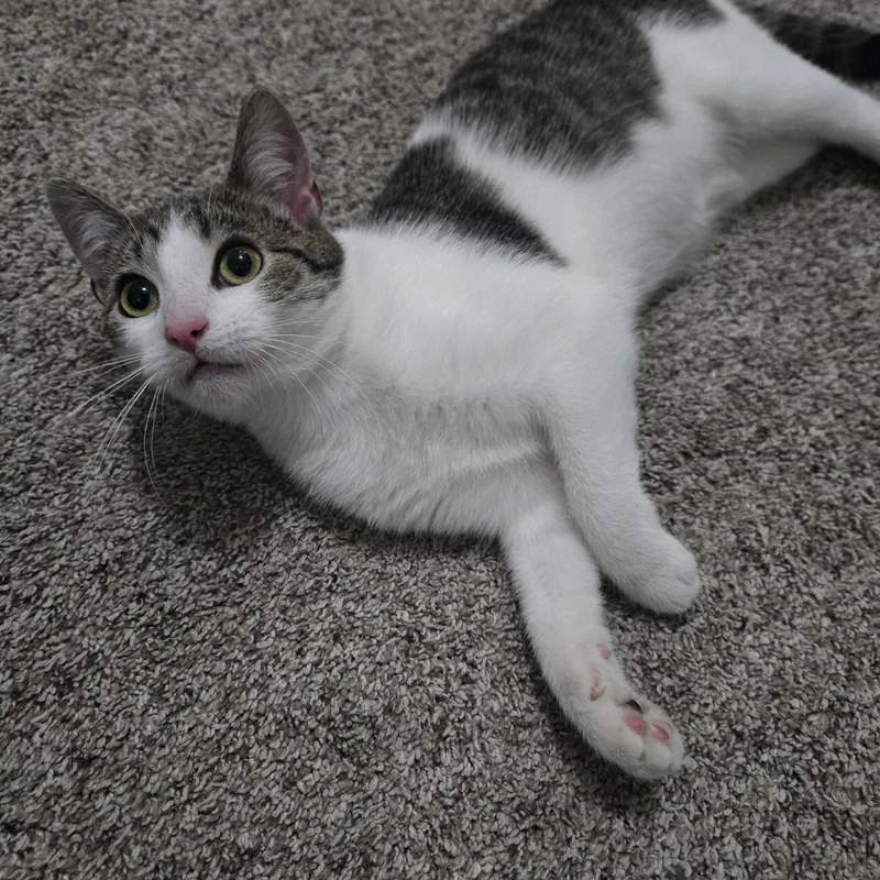 A young medium-sized female Tabby (Brown / Chocolate) Domestic Short Hair cat named Haven for adoption in Sedalia, MO