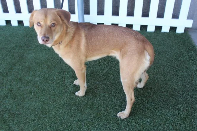 An adult medium-sized male Golden Retriever dog named Dallas for adoption in Modesto, CA