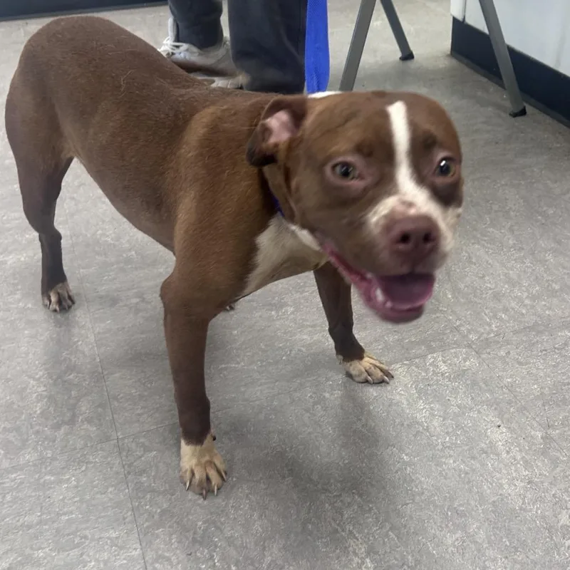 An adult medium-sized female Brown / Chocolate Mixed Breed dog named Lilac for adoption in Philadelphia, PA