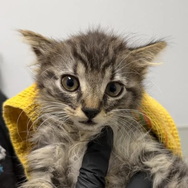 A baby small-sized male Domestic Short Hair cat named Working Cat Ken for adoption in San Diego, CA