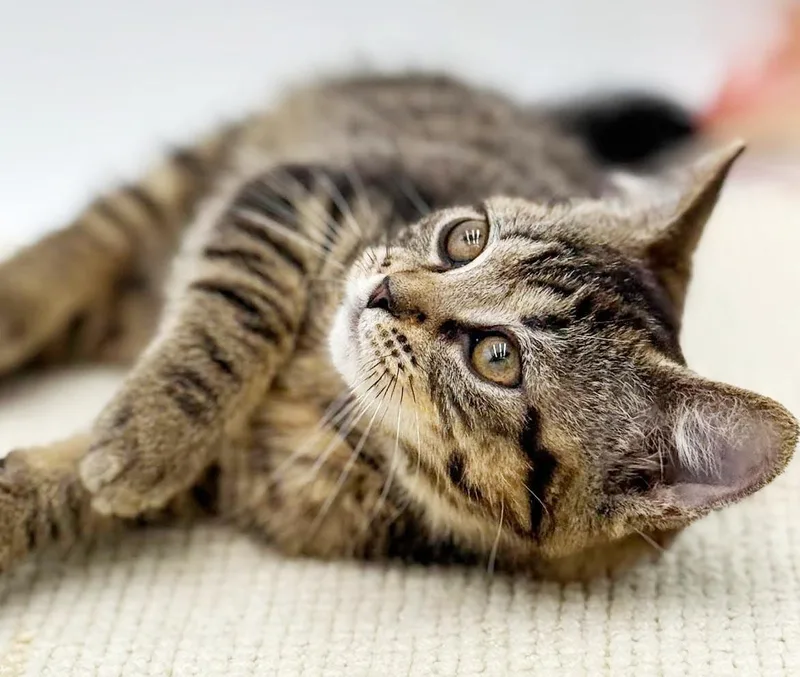 A baby small-sized female Tabby (Leopard / Spotted) Bengal cat named May May might be for adoption in Bedford Hills, NY