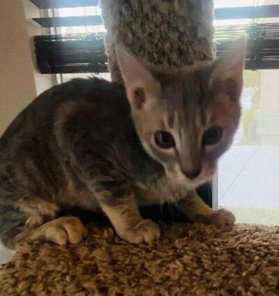 A baby medium-sized female Gray / Blue / Silver Domestic Short Hair cat named Mara for adoption in Las Vegas, NV