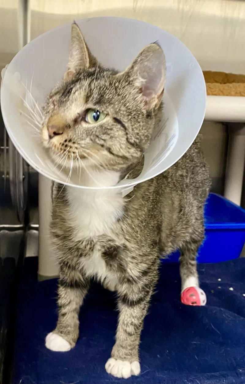 An adult medium-sized female Domestic Short Hair cat named Dopey for adoption in Fargo, ND