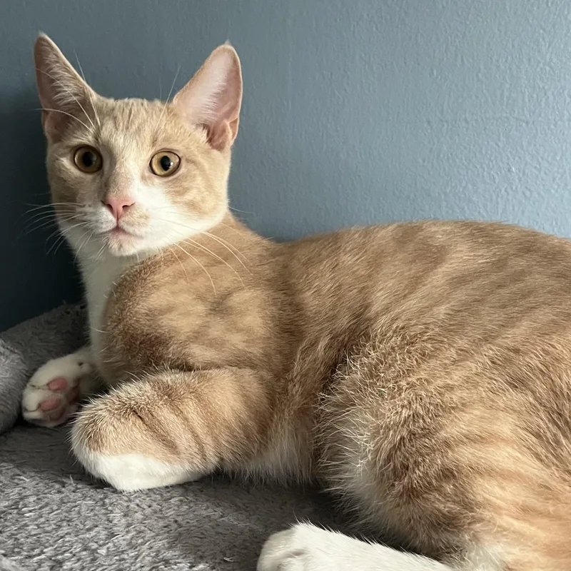A baby medium-sized male Orange & White Domestic Short Hair cat named Pumbaa & Nala for adoption in Bronx, NY