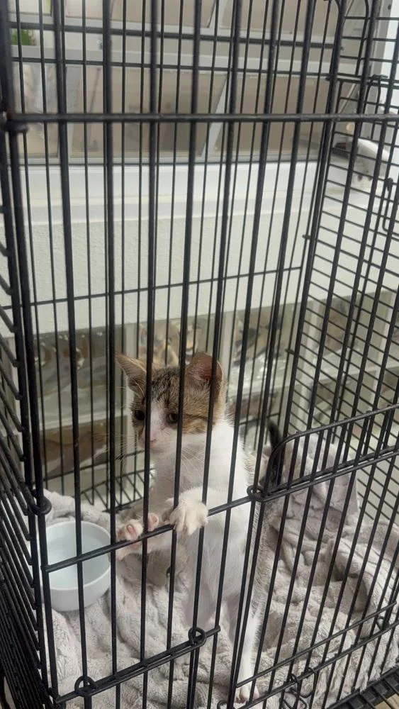 A baby small-sized female Gray & White Domestic Short Hair cat named Sophie for adoption in Naranjito, PR