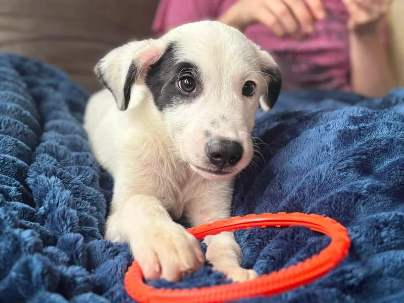 A baby medium-sized male Australian Cattle Dog / Blue Heeler dog named Nimbus for adoption in Berlin, NJ