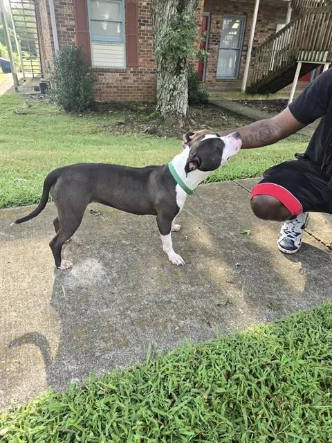 A young medium-sized male Pit Bull Terrier dog named A for adoption in Huntsville, AL