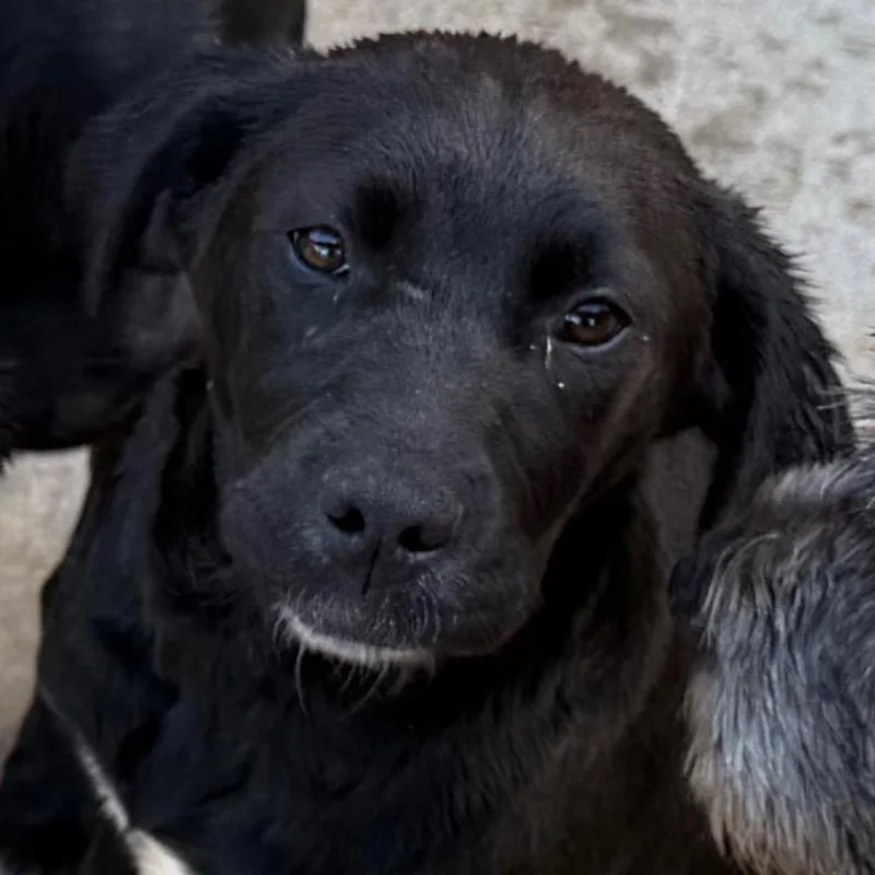 Charlie Pup thumbnail 2