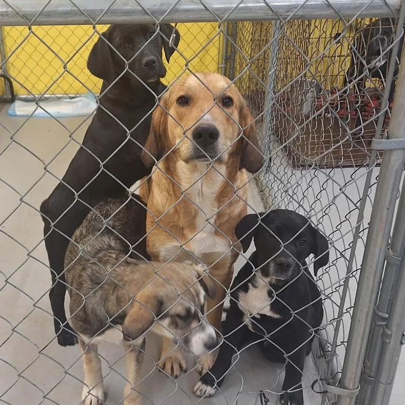 Charlie Pup thumbnail 3