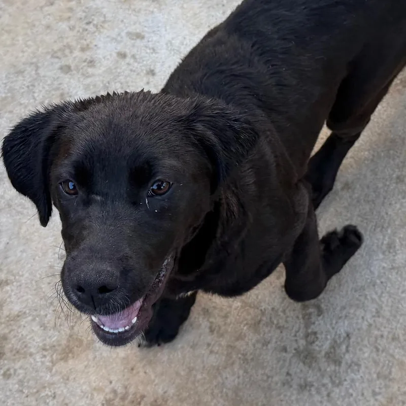 Charlie Pup thumbnail 4