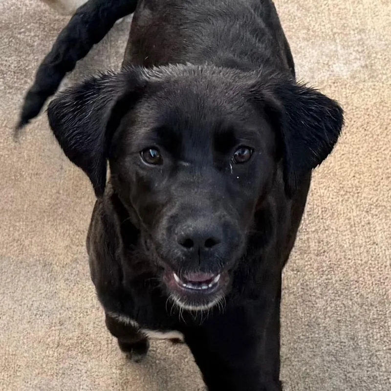 Charlie Pup thumbnail 5