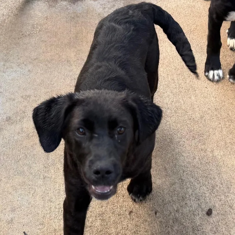 Charlie Pup thumbnail 6