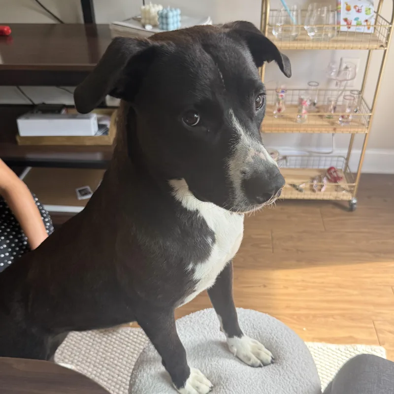 A young medium-sized female Mixed Breed dog named Nadine for adoption in Columbia, SC