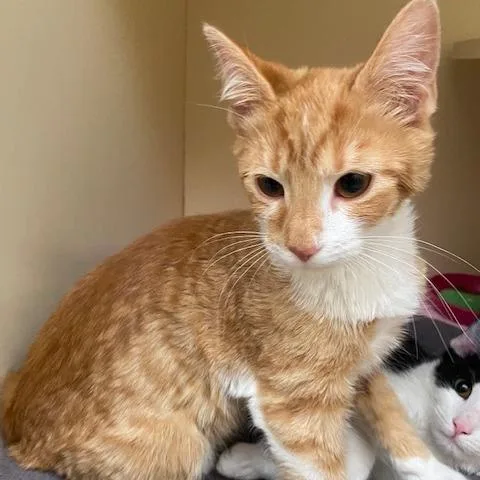 A baby medium-sized male Orange / Red Domestic Short Hair cat named Ross for adoption in Dayton, OH