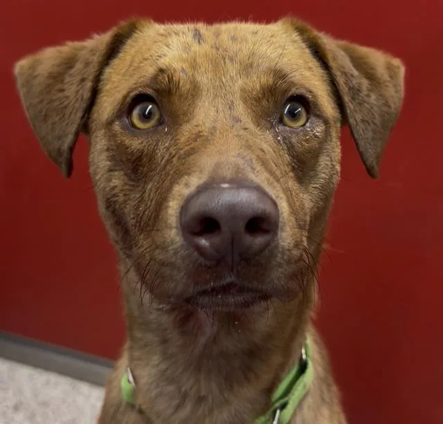 A young medium-sized male Carolina Dog dog named Adrian for adoption in Tucson, AZ
