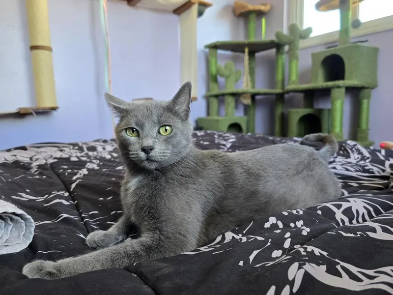 An adult medium-sized female Gray / Blue / Silver Domestic Short Hair cat named Love for adoption in Lafayette, CO