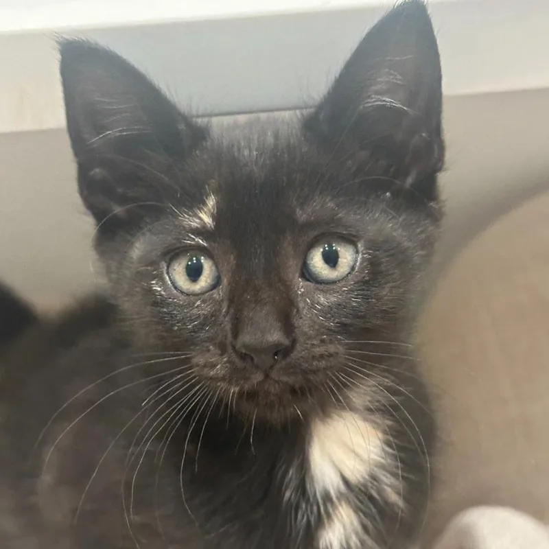 A baby medium-sized female Tortoiseshell Domestic Short Hair cat named Corrine for adoption in Liverpool, TX