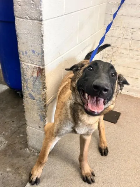 A baby large-sized male Belgian Shepherd / Malinois dog named D.l. for adoption in San Bernardino, CA