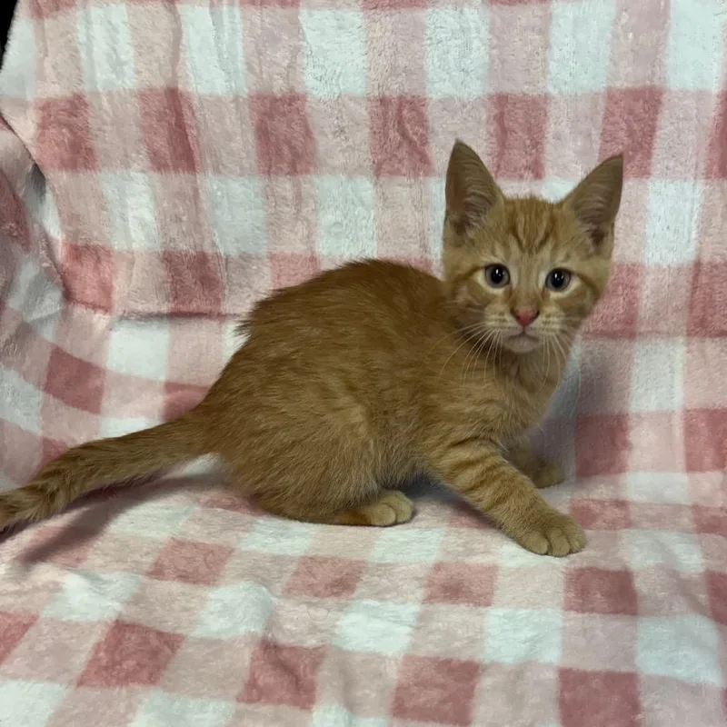 A baby small-sized male Orange / Red Domestic Short Hair cat named Asparagus for adoption in Kittanning, PA