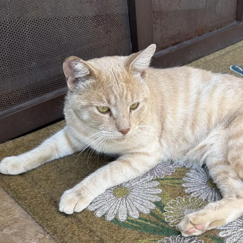 A young medium-sized male Orange / Red Domestic Short Hair cat named Cheezit for adoption in Hemet, CA