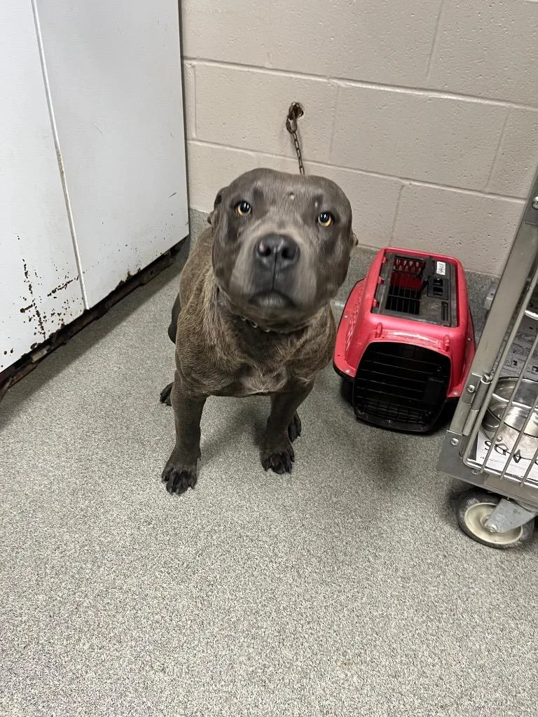 A young large-sized male Pit Bull Terrier dog named Marshall for adoption in Hopkinsville, KY