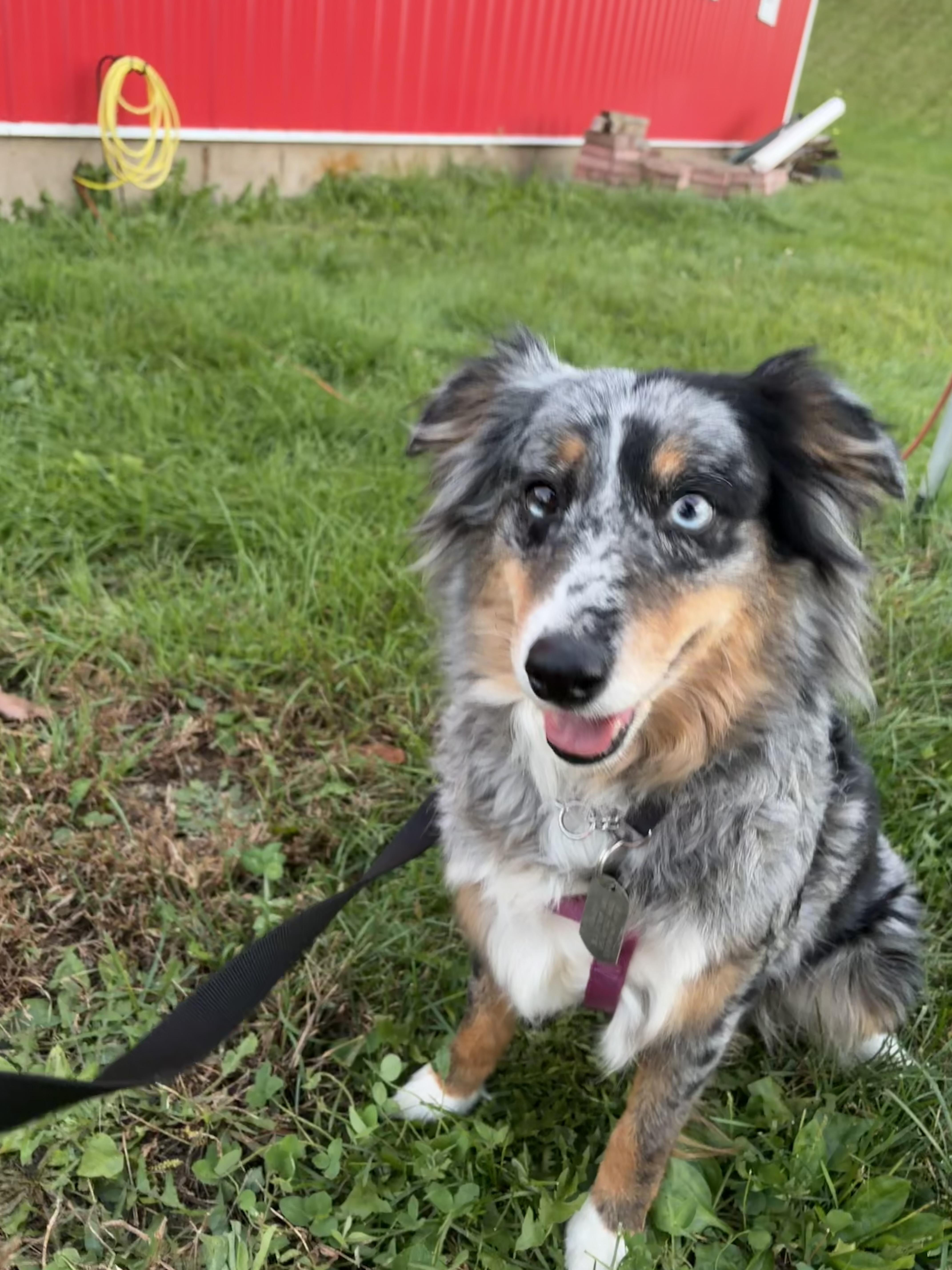 Sadie thumbnail 2