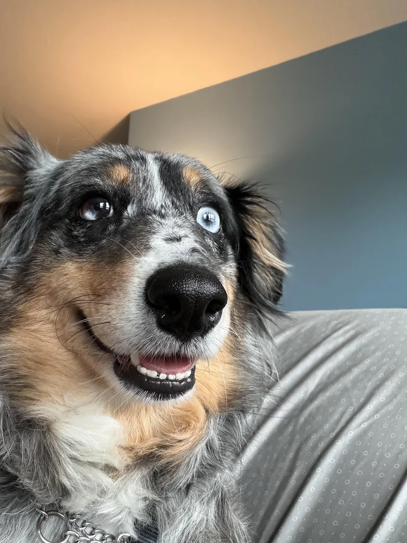 Sadie thumbnail 3
