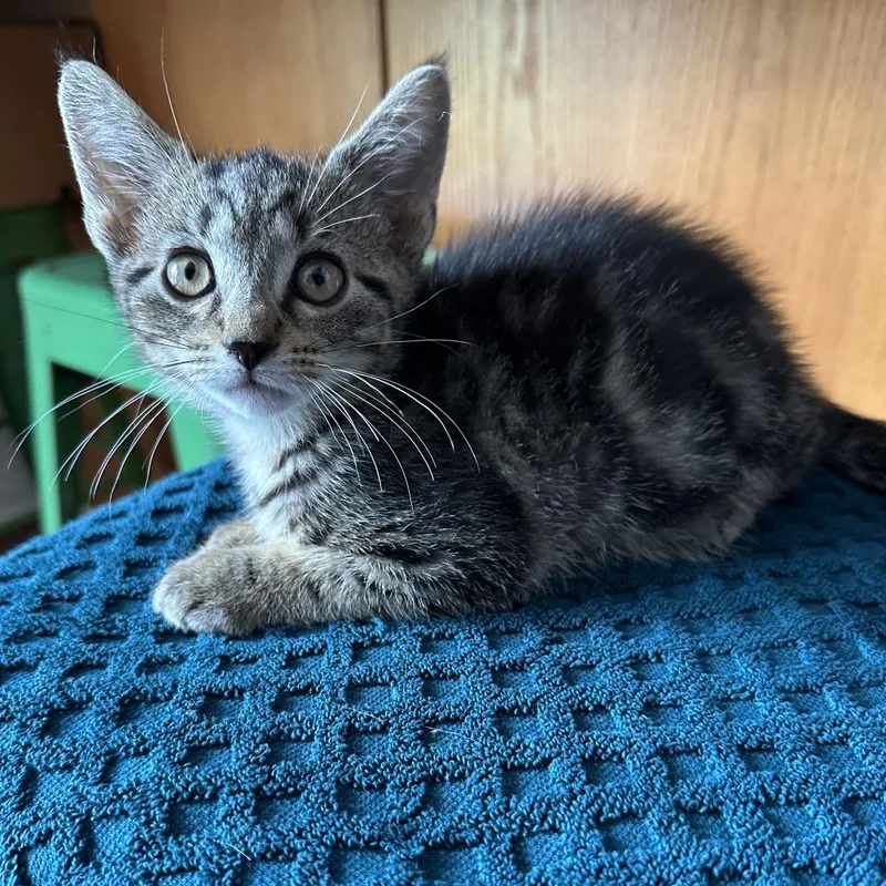 A baby small-sized male Brown / Chocolate Domestic Short Hair cat named Oakley for adoption in La Grange, KY