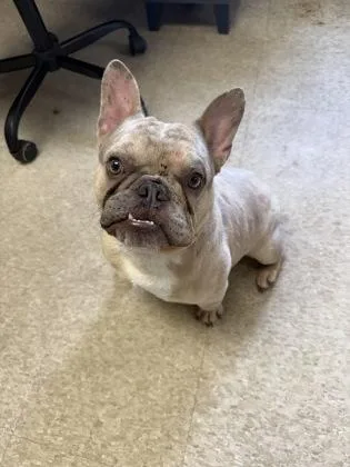 An adult small-sized male French Bulldog dog named Cash for adoption in St. Anne, IL