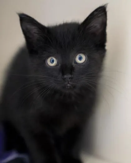 A baby small-sized female Domestic Short Hair cat named Willa for adoption in Pequot Lakes, MN