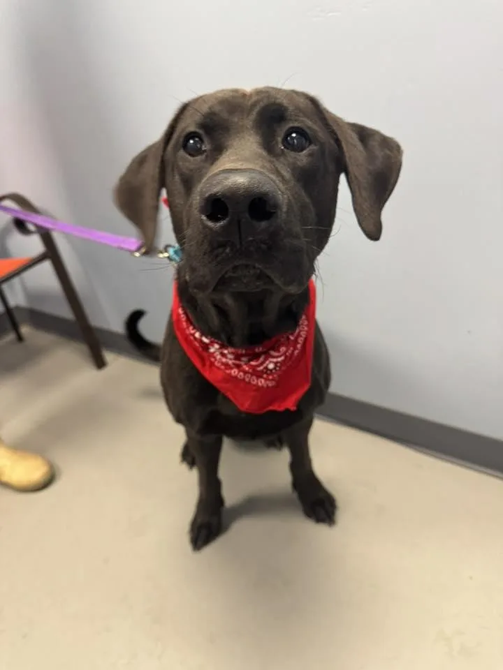 A young large-sized male Black Labrador Retriever dog named Flynn for adoption in Zanesville, OH
