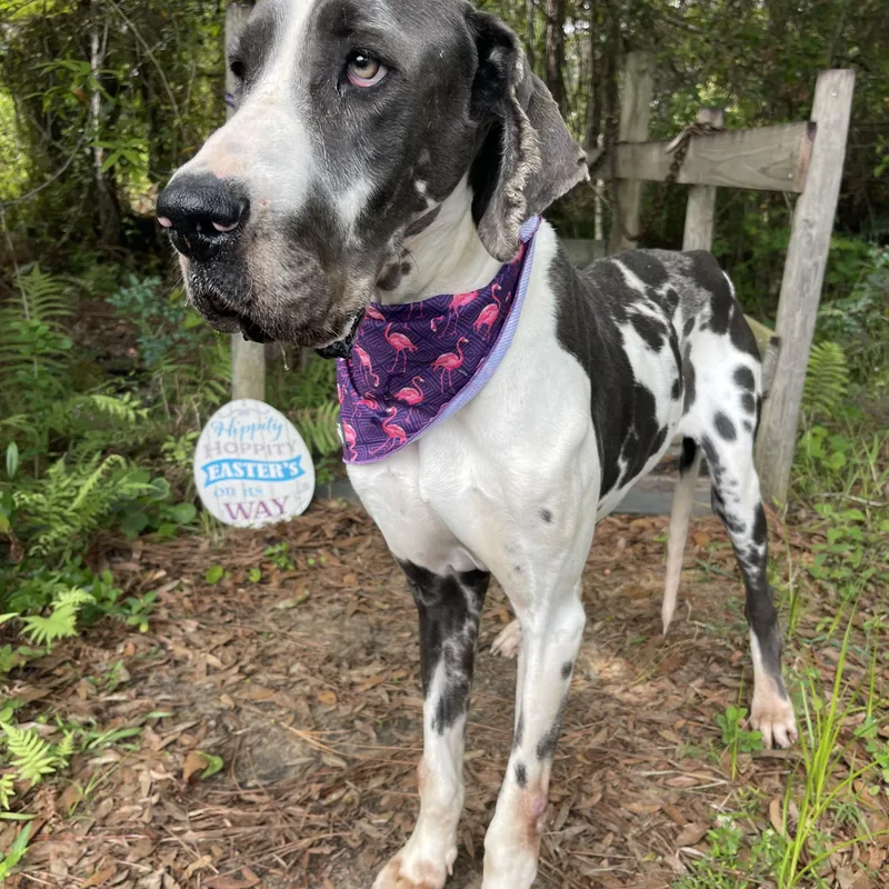 Lady Bug thumbnail 3