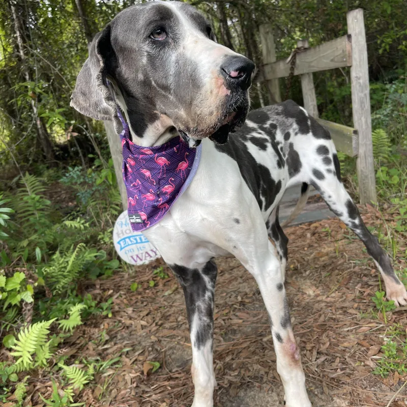 Lady Bug thumbnail 4