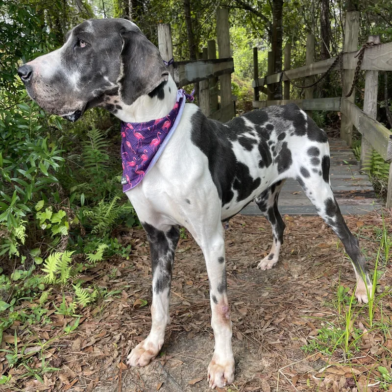 Lady Bug thumbnail 5