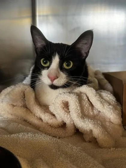 An adult small-sized female Domestic Short Hair cat named Sydney for adoption in Roseville, CA