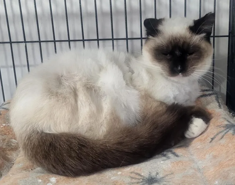 A young small-sized female Domestic Short Hair cat named Danielle for adoption in St. Louis, MO