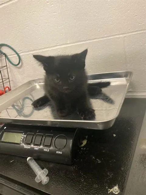 A baby small-sized male Domestic Short Hair cat named Smudge for adoption in Olivette, MO