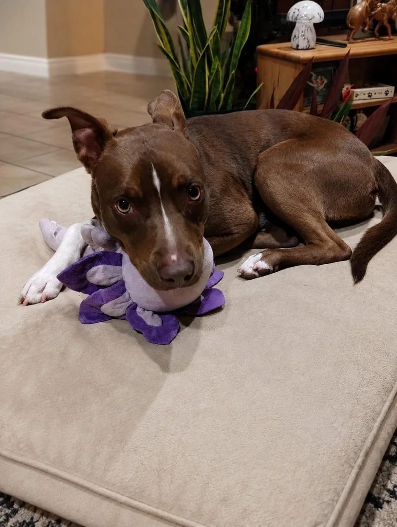 A young medium-sized male Brown / Chocolate American Staffordshire Terrier dog named Shiloh for adoption in las vegas, NV