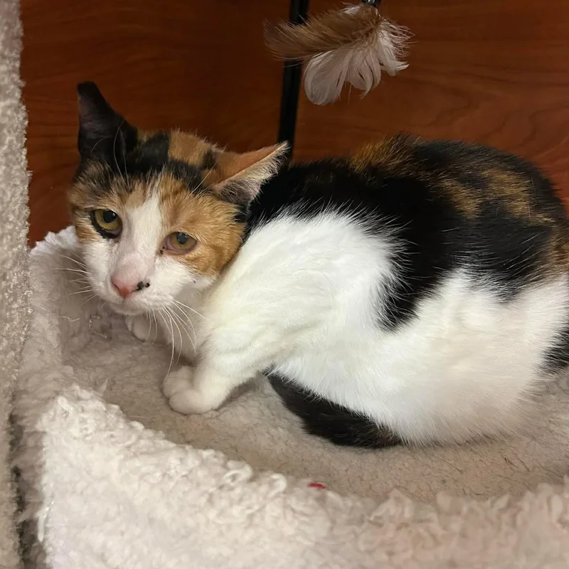 A senior medium-sized female Calico cat named Cookie for adoption in Gladstone, OR