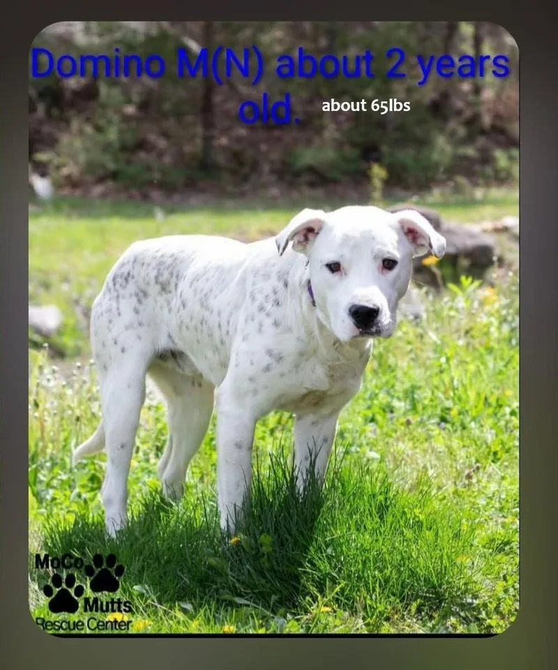 An adult large-sized male White / Cream Mixed Breed dog named Domino for adoption in Chardon, OH