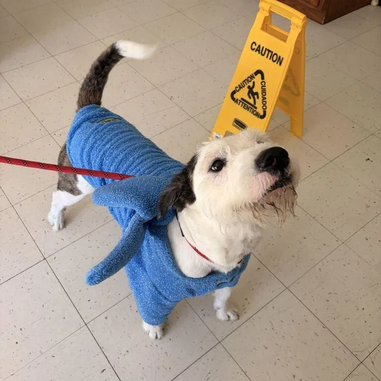 An adult medium-sized male White / Cream Mixed Breed dog named Peeps for adoption in Davenport, IA